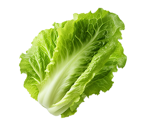 Lettuce