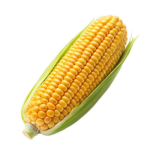 Sweet Corn