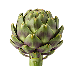 Artichoke