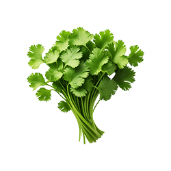 Coriander