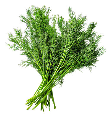 Dill