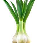Baladi Green Garlic
