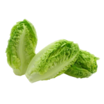 Butterhead Lettuce (on request)
