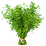 Egyptian Dill (Baladi)