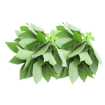 Egyptian Molokhia (Baladi)