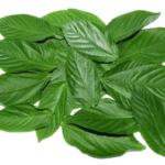 Fine Leaf Export Grade