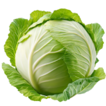 Green Round Cabbage