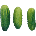 Greenhouse Short Cucumber