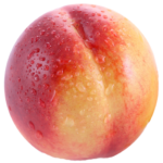 Nectarine