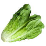 Romaine / Cos Lettuce