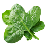 Smooth Leaf Spinach
