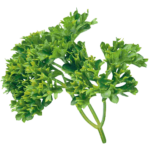 Leafy Type (Wide Leaf)