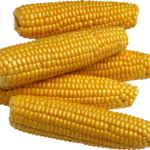 Yellow Sweet Corn (Fresh)